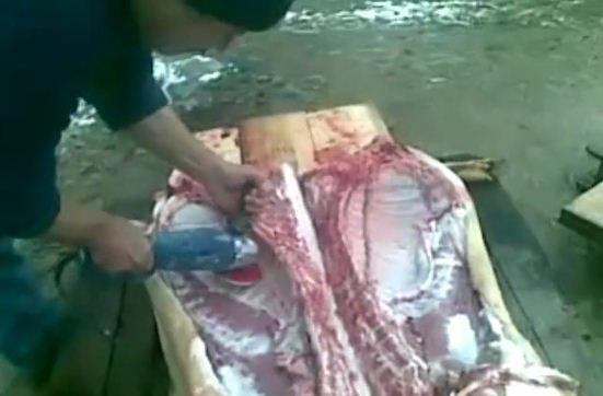VIDEO! "Traditii": Porc taiat cu flexul