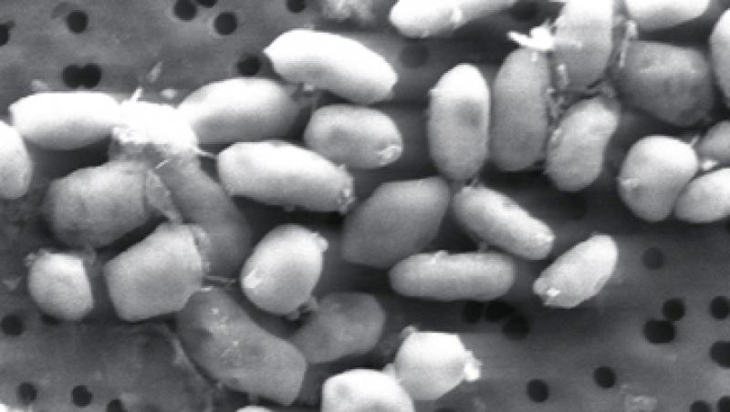 NASA a descoperit o bacterie care traieste in arsenic