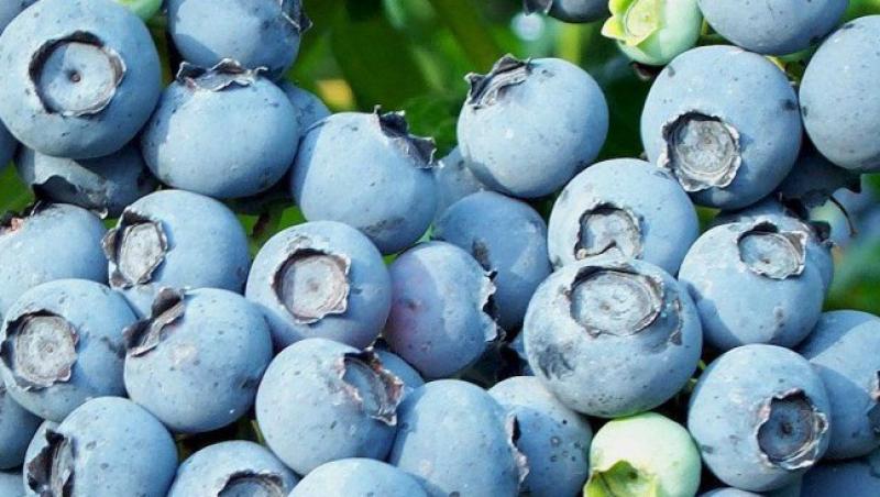 Fructele purpurii pot preveni Alzheimerul