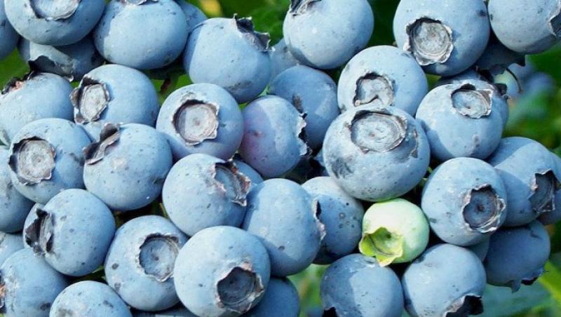 Fructele purpurii pot preveni Alzheimerul