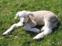 Preturi mai mari de Pasti: Carnea de miel, mai scumpa cu 20%