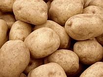 UE a autorizat cultivarea de cartofi modificati genetic