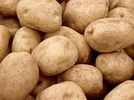 UE a autorizat cultivarea de cartofi modificati genetic
