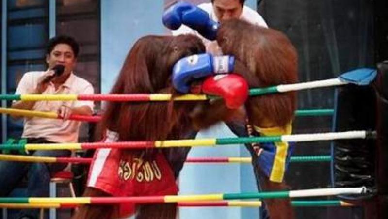 Meciurile de box intre urangutani, atractie turistica in Thailanda