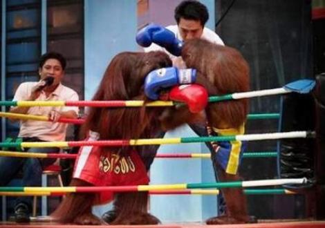 Meciurile de box intre urangutani, atractie turistica in Thailanda