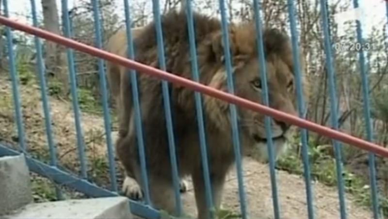 IMAGINI SOCANTE! Copil, mutilat la Zoo