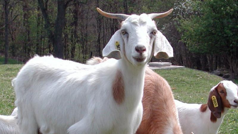 China a modificat genetic si a clonat capre pentru o productivitate mai mare
