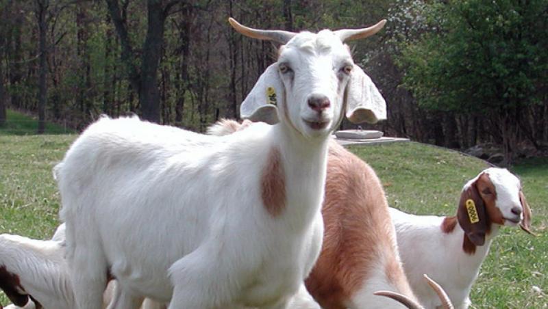 China a modificat genetic si a clonat capre pentru o productivitate mai mare