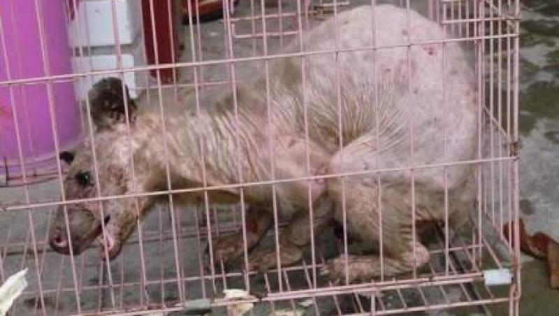 O creatura bizara, capturata in China, ii uimeste pe cercetatori