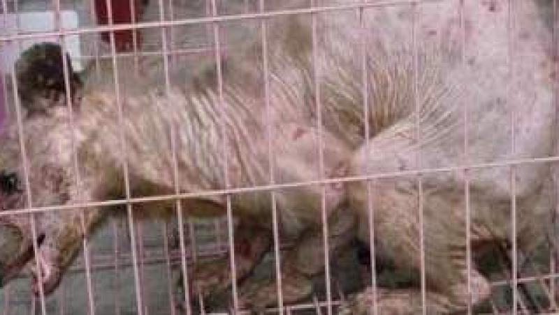 O creatura bizara, capturata in China, ii uimeste pe cercetatori