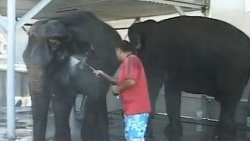 VIDEO Cu elefantii, la spalatoria auto!