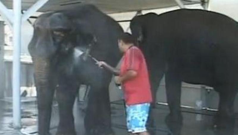 VIDEO Cu elefantii, la spalatoria auto!