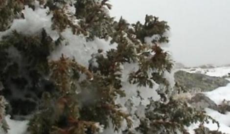 Ninsoare de mai: Pe crestele Parangului a nins ca-n toiul iernii