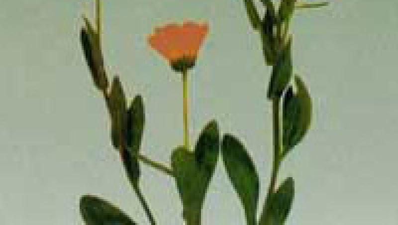 VIDEO! Produse bio pentru copilul tau