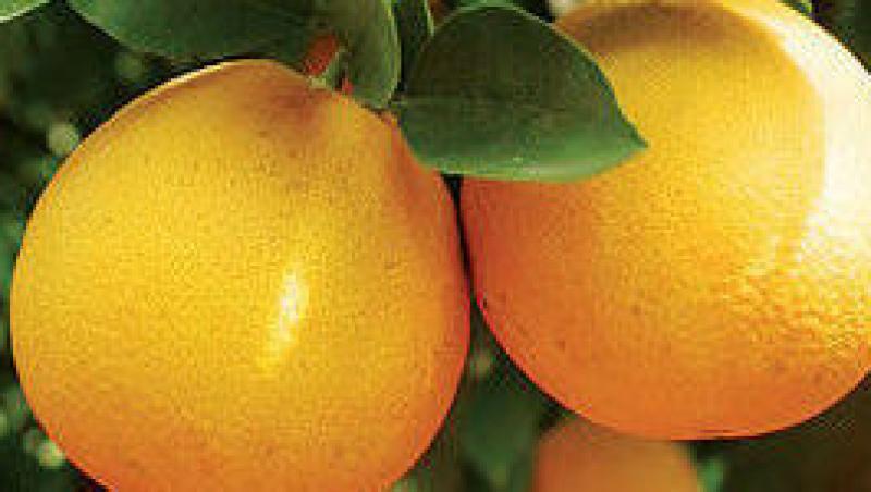Alege impachetarile cu nectar de portocale