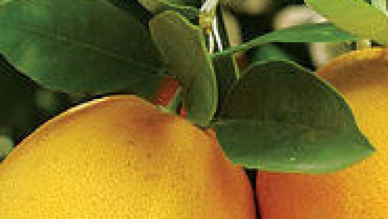 Alege impachetarile cu nectar de portocale