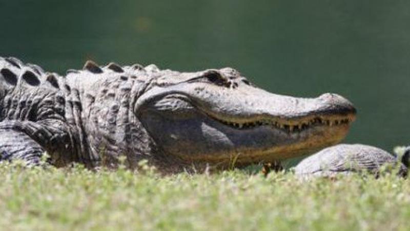 VIDEO!  S-au trezit cu un aligator in piscina!