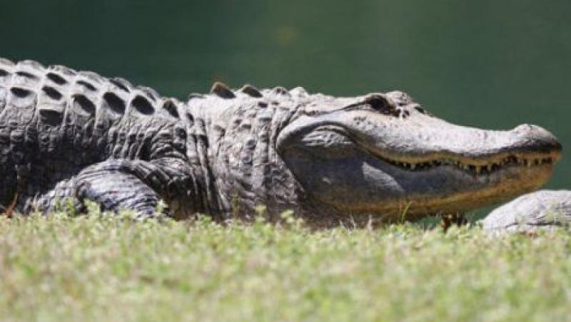 VIDEO!  S-au trezit cu un aligator in piscina!