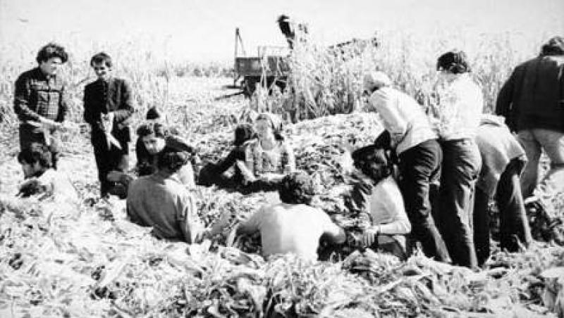 Elevii vor face din nou practica agricola, ca-nainte de '89