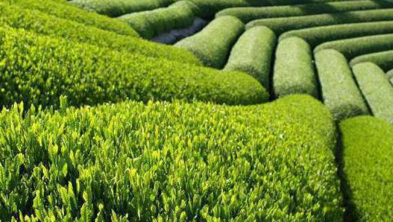 Ceaiul verde, un miracol pentru organism