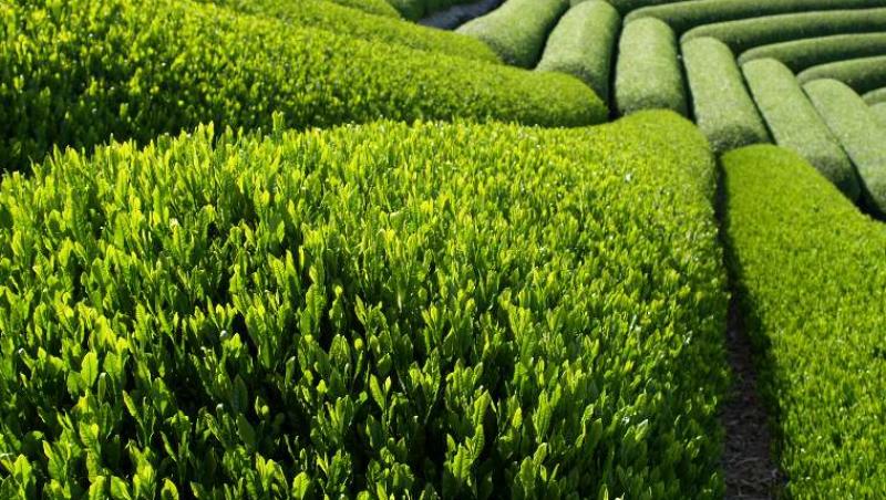 Ceaiul verde, un miracol pentru organism
