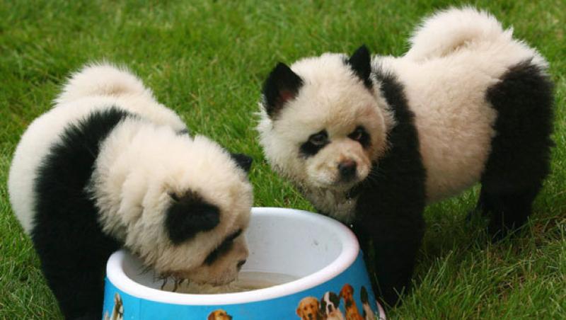 Ursuleti panda....sau catelusi? Noua moda in China: vopsirea cainilor