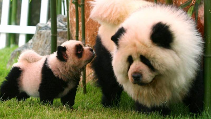 Ursuleti panda....sau catelusi? Noua moda in China: vopsirea cainilor