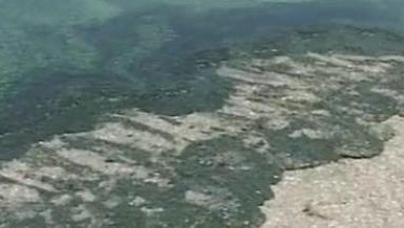 VIDEO! Invazie de alge pe plajele din Mamaia