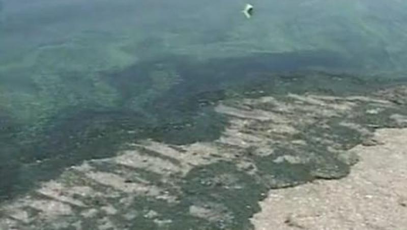 VIDEO! Invazie de alge pe plajele din Mamaia