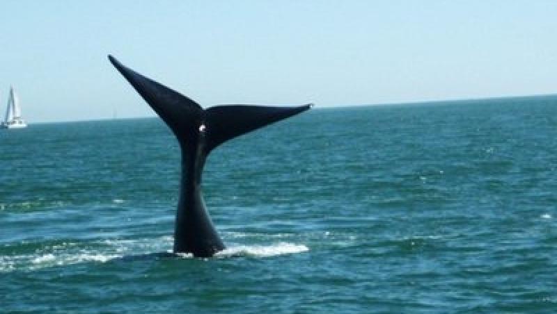 FOTO! S-au trezit cu o balena de 40 de tone pe yacht!