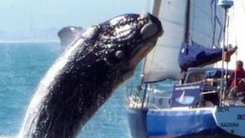 FOTO! S-au trezit cu o balena de 40 de tone pe yacht!