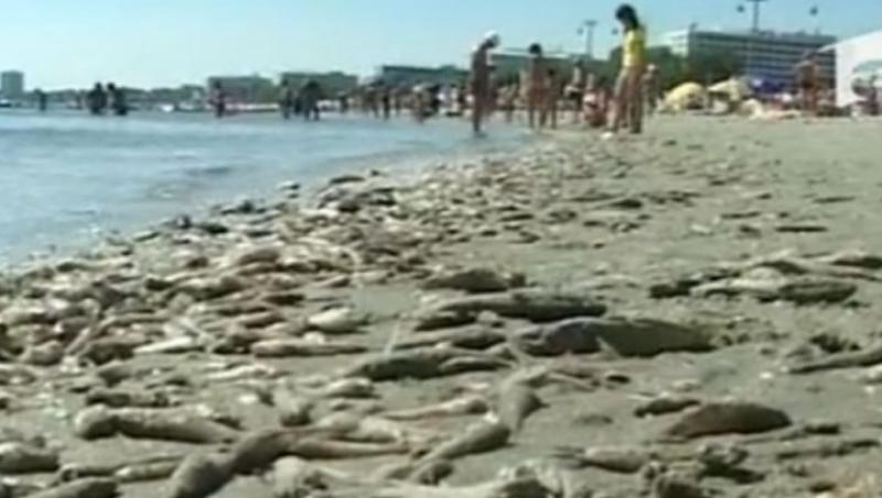 Alerta pe litoral: Marea, plina de pesti morti!