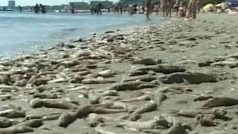 Alerta pe litoral: Marea, plina de pesti morti!