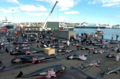 Cruzime in Insulele Faroe: 200 de balene macelarite, pui scosi din pantece!