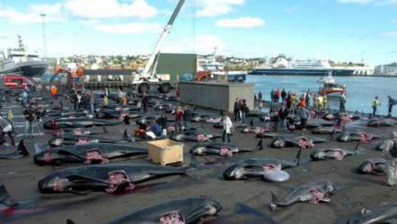 Cruzime in Insulele Faroe: 200 de balene macelarite, pui scosi din pantece!