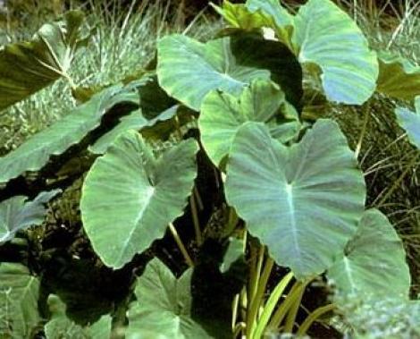 Floarea comestibila: Colocasia esculenta