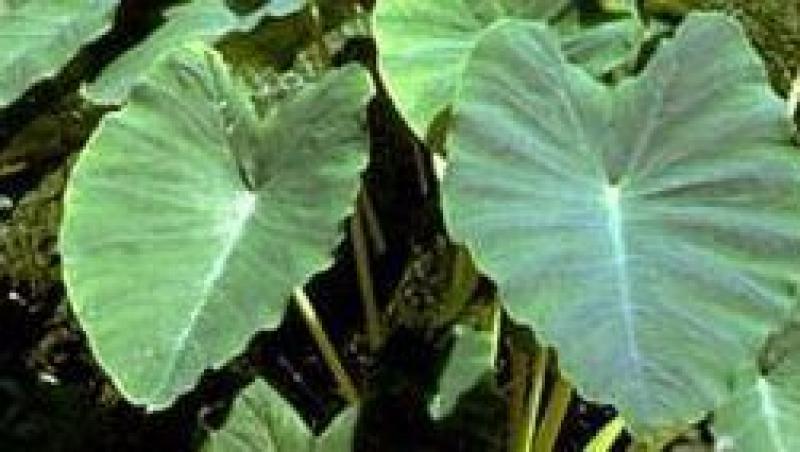 Floarea comestibila: Colocasia esculenta