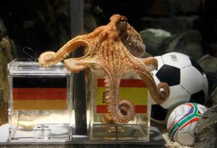 Caracatita prezicatoare Paul anunta ca Spania va castiga semifinala cu Germania