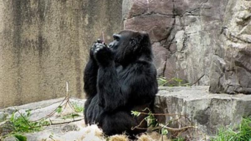 VIDEO! Gorilele, fascinate de Nintendo DSi XL
