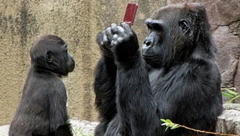 VIDEO! Gorilele, fascinate de Nintendo DSi XL