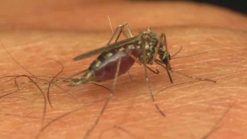 32 de persoane au fost infectate cu virusul West Nile in Grecia