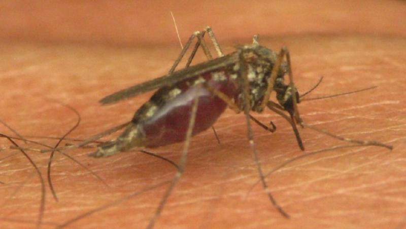 32 de persoane au fost infectate cu virusul West Nile in Grecia