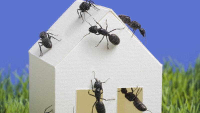 Cum scapi de insectele din casa