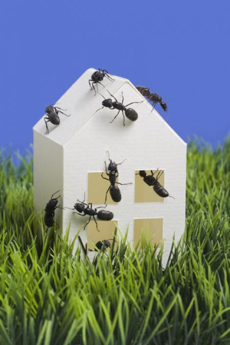 Cum scapi de insectele din casa