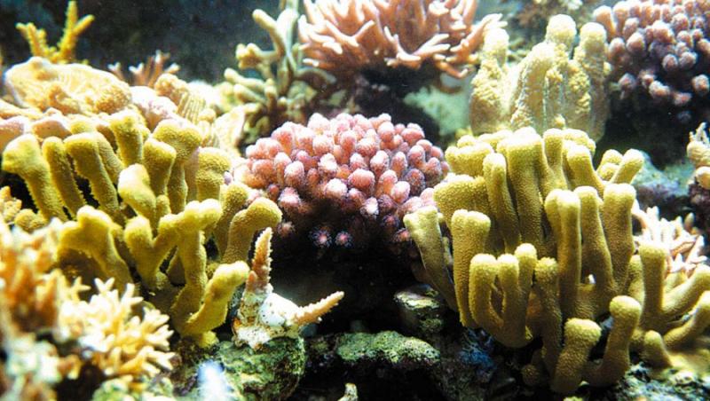 Evitarea disparitiei coralilor, asigurata prin congelarea lor