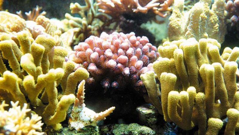 Evitarea disparitiei coralilor, asigurata prin congelarea lor