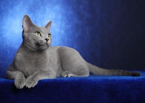 Albastru de Rusia, pisica regala