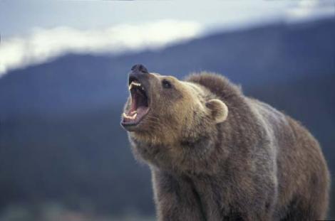 Canada: Peste zece ursi grizzly asigurau paza unei plantatii de marijuana