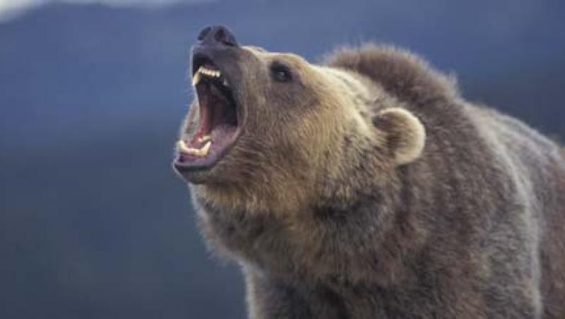 Canada: Peste zece ursi grizzly asigurau paza unei plantatii de marijuana