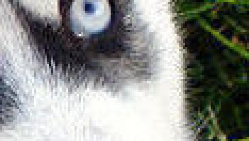 Husky Siberian -  cainele zapezilor